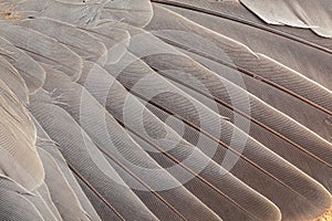 Feather pattern in high magnification closeup