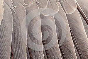 Feather pattern in high magnification closeup