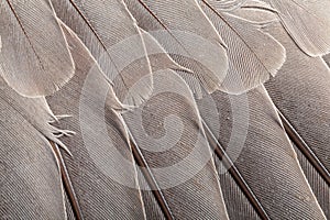 Feather pattern in high magnification closeup