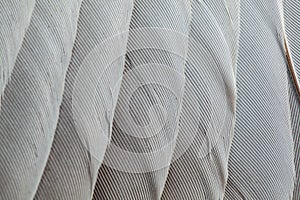 Feather pattern in high magnification closeup