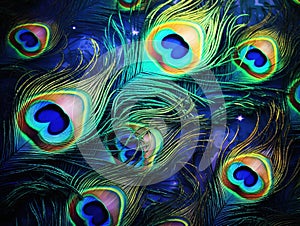 Feather Peacock Background