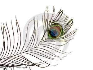 Feather of a peacock isolated on white background