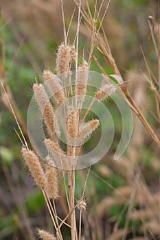 Feather pennisetum,mission grass