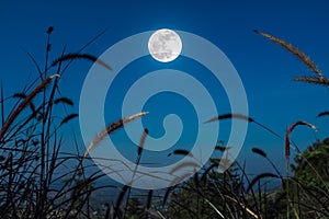 Feather pennisetum or mission grass grow on blue sky and full mo