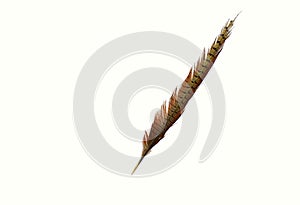 Feather with pheasant tail on a white background