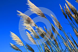 Feather Plants