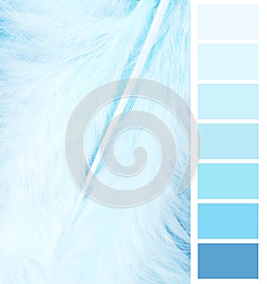 Feather plumage blue color chart