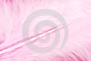 Feather plumage pink texture