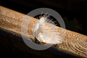 Feather on a railway track