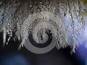 feather with rain drop and little glass glitters