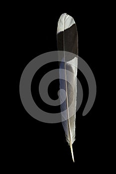 Feather of Red-bille blue magpie, Urocissa erythrorhyncha