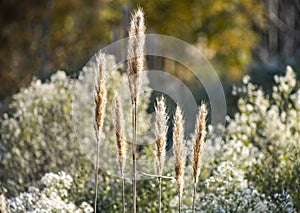 Feather Reed Grass