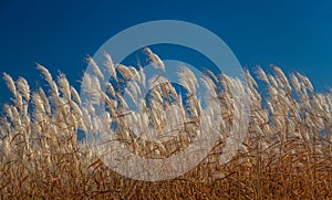 Feather Reed Grass in Autumn