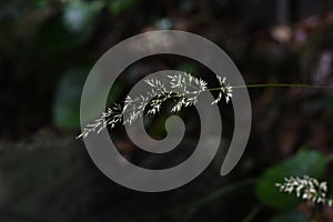 Feather reed grass Calamagrostis brachytricha