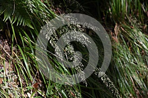 Feather reed grass Calamagrostis brachytricha