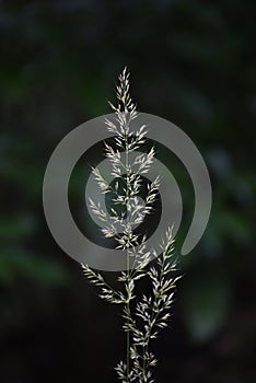 Feather reed grass Calamagrostis brachytricha