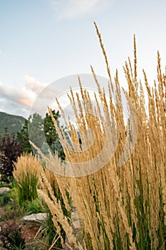 Feather reed grass closeup outdoors