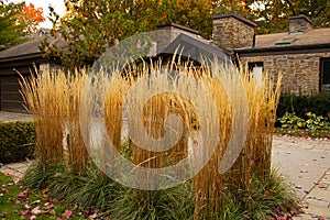 Feather Reed Grass, outdoor decorative plant. Dry grass at the fancy house front yard.Autumn plants. photo