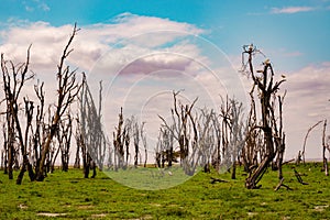 Feather reed grass

growing in the wild amidst dead trees at Enkongo Narok Swamp at Amboseli National Park in Kenya