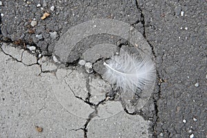 Feather on Cracked Asphalt