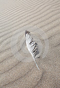 Feather in rippled sand