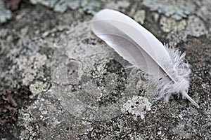 Feather on rock