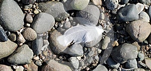 Feather on the rocks at the beach