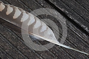 Feather of a sacer falcon in close up on a weathered ground