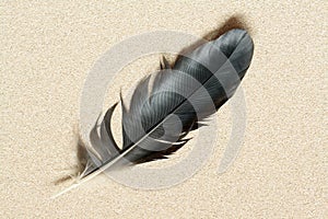 Feather On Sand