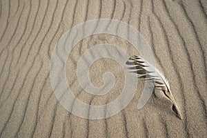 Feather on the sand