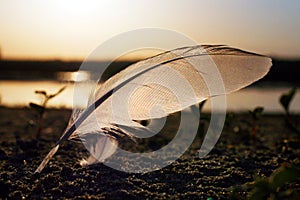 Feather on sand