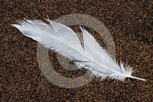 Feather on the sand