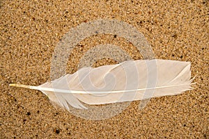 Feather on a sand beach