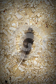 Feather on the sand