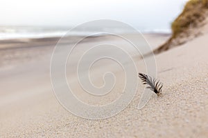 Feather in the sand near Sondervig