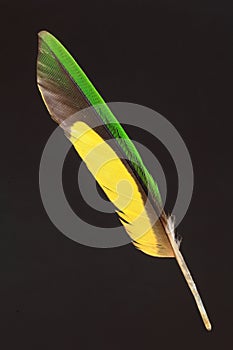 Feather of Scaly-breasted Lorikeet