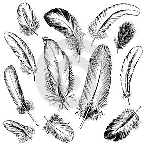 Feather set. Hand drawn vector illustration.