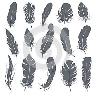 Feather silhouettes. Different feathering birds, graphic simple shapes pen decorative elements, black elegant sketch