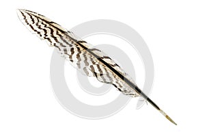 Feather from a silver pheasant with black stripes, isolated on w