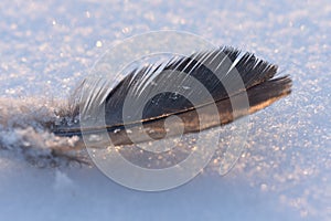 Feather in the snow