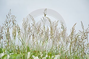 Feather spear-grass against the blue sky