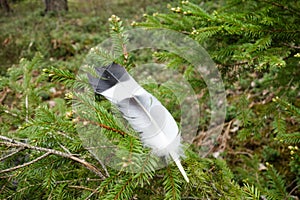 Feather on spruce tree branch in the forest