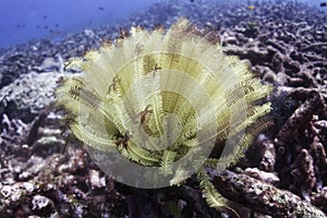 Feather star (Comanthina schlegeli)