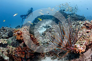 Feather star on coral reef at dive site in Phuket, Thailand