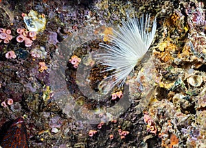 Feather star on the coral reef in Thailand.