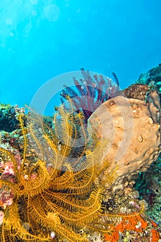 Feather Star, Coral Reef, North Sulawesi, Indonesia