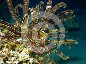 Feather Star Crinoidea in the Red Sea