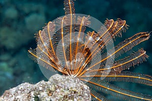 Feather star Red Sea coral reef