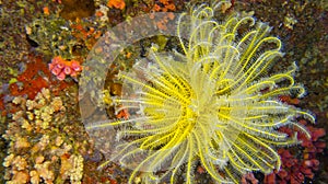 Feather Star, South Ari Atoll, Maldives