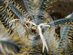 Feather star squat lobster photo